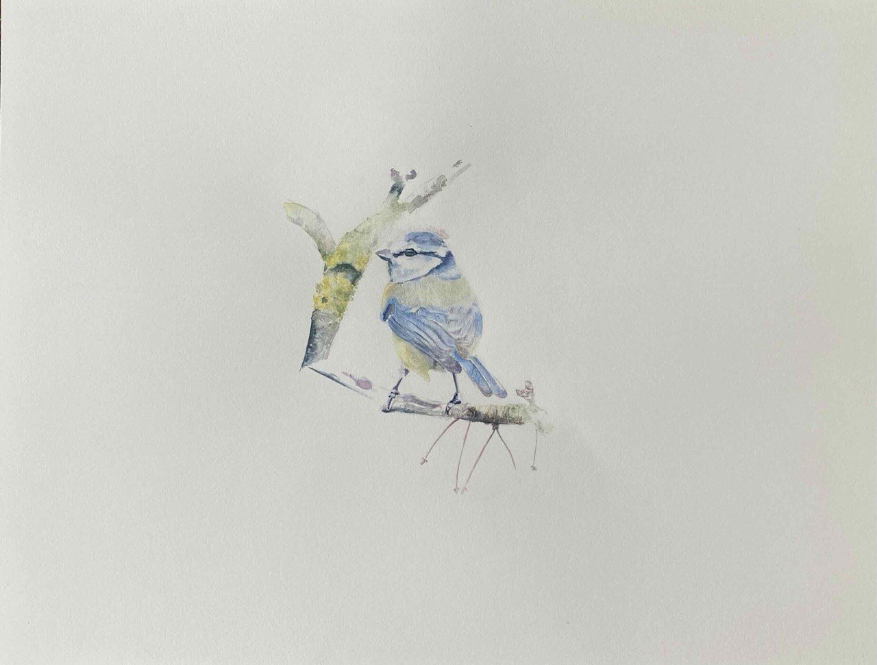Blaumeise